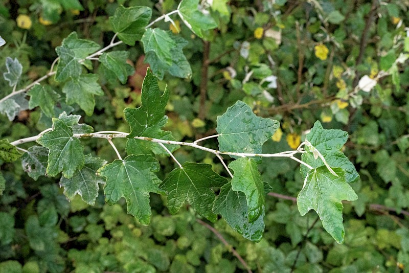 Populus alba - © Charles Hipkin