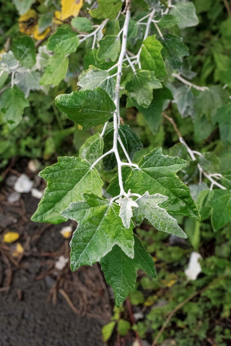 Populus alba - © Charles Hipkin