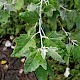 Populus alba