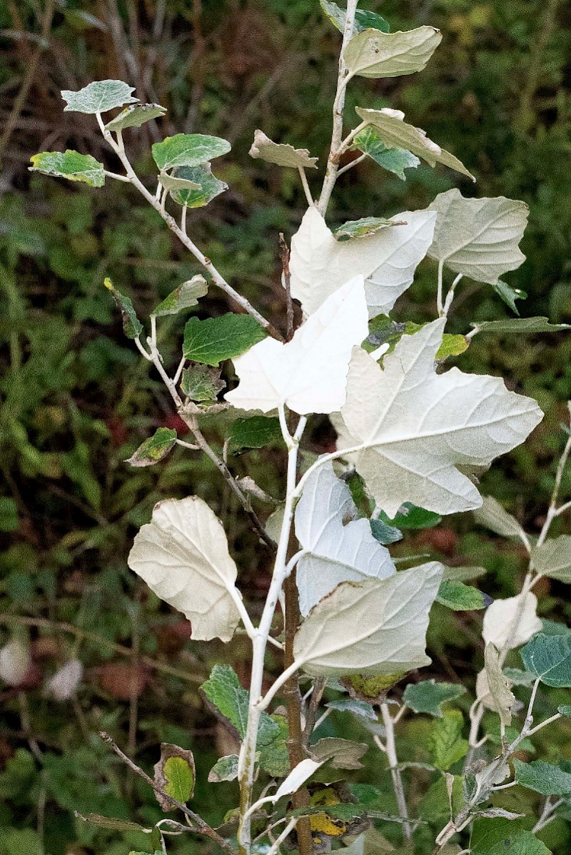 Populus alba - © Charles Hipkin