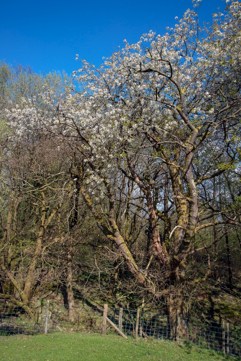 Prunus avium - © Charles Hipkin