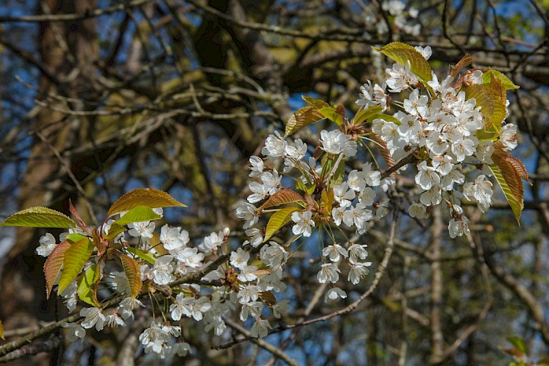 Prunus avium - © Charles Hipkin