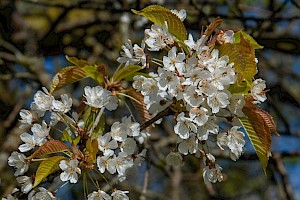 Prunus avium Wild Cherry