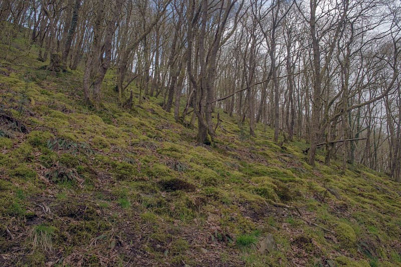 Quercus petraea - © Charles Hipkin