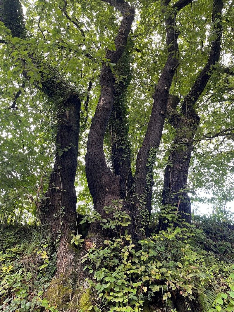 Quercus petraea - © Charles Hipkin