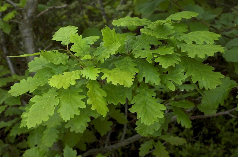 Quercus petraea - © Charles Hipkin