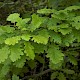 Quercus petraea