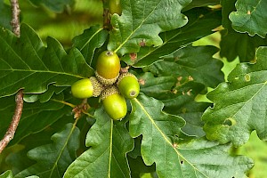 Quercus petraea Sessile Oak