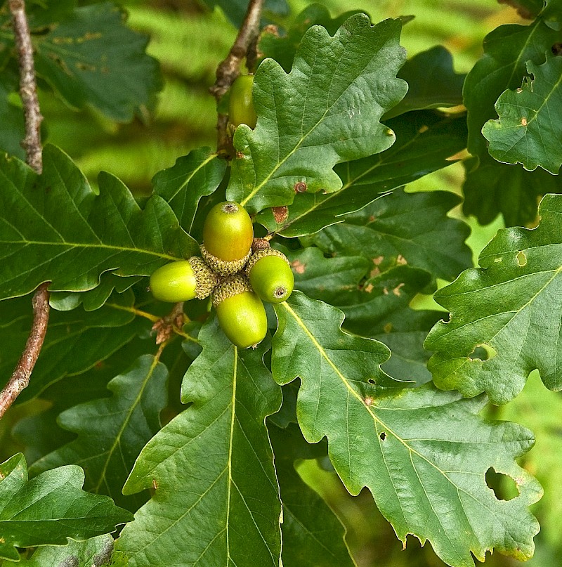 Quercus petraea - © Charles Hipkin