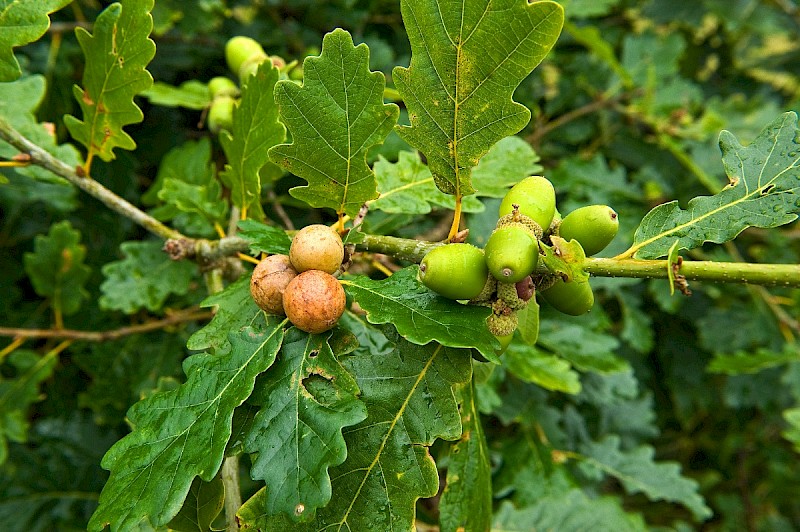 Quercus petraea - © Charles Hipkin