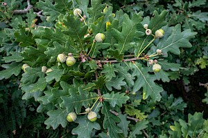 Quercus robur Pedunculate Oak