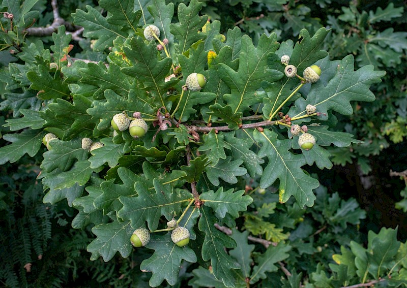 Quercus robur - © Charles Hipkin