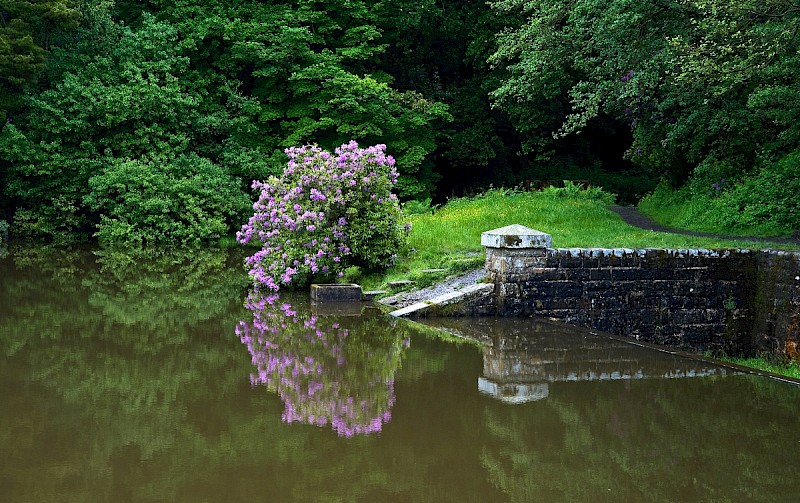 Rhododendron ponticum - © Charles Hipkin