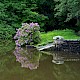 Rhododendron ponticum