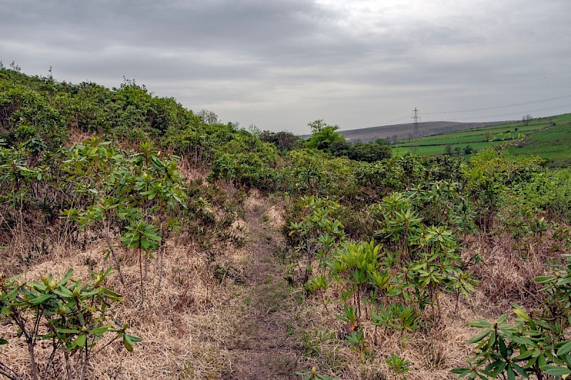 Rhododendron ponticum - © Charles Hipkin