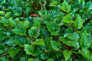 Rubus tricolor Chinese Bramble