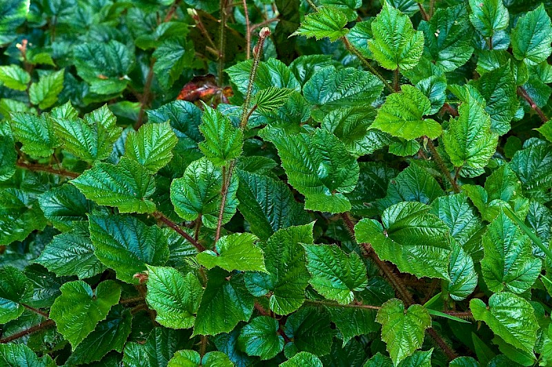 Rubus tricolor - © Charles Hipkin