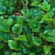 Rubus tricolor