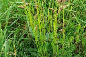 Rumex acetosa Common Sorrel