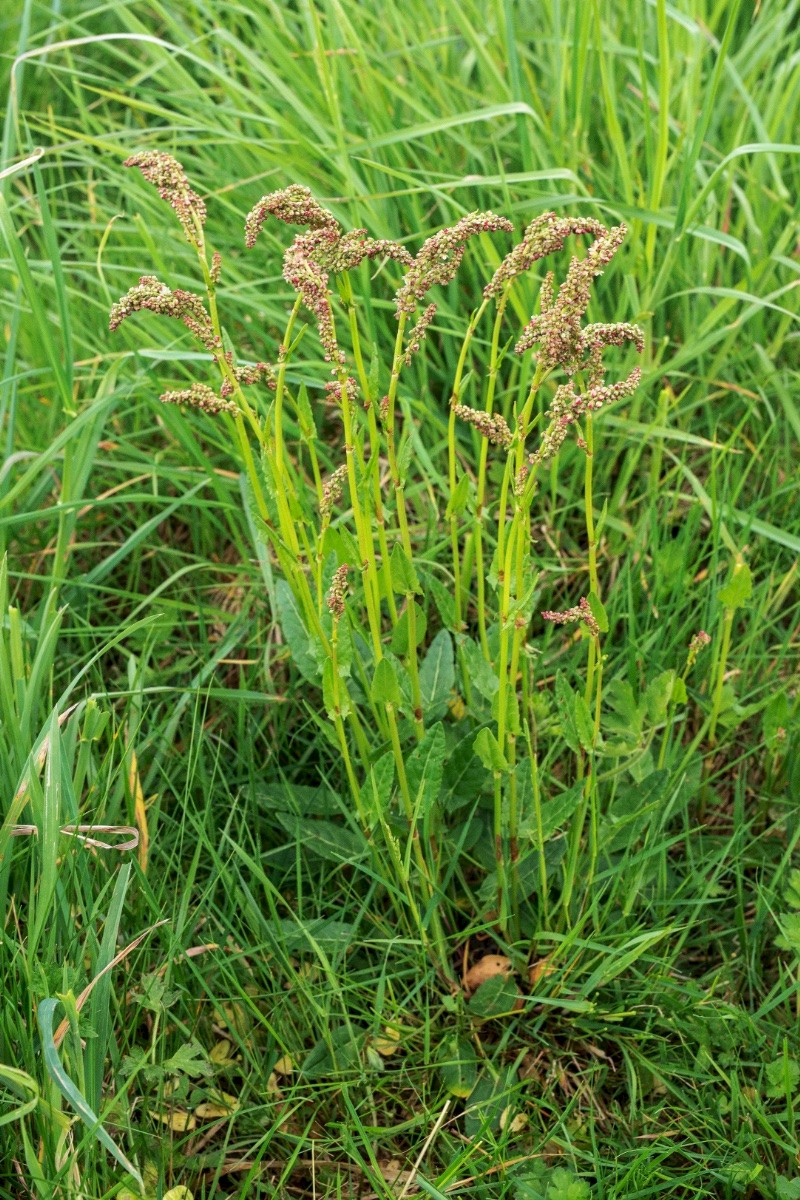 Rumex acetosa - © Charles Hipkin