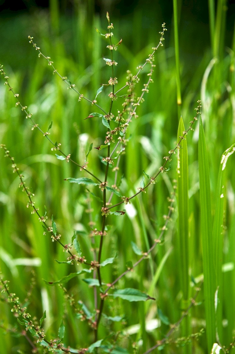 Rumex conglomeratus - © Charles Hipkin