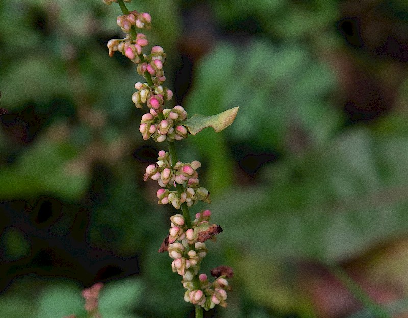 Rumex conglomeratus - © Charles Hipkin