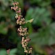 Rumex conglomeratus