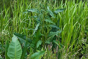 Rumex hydrolapathum Water Dock