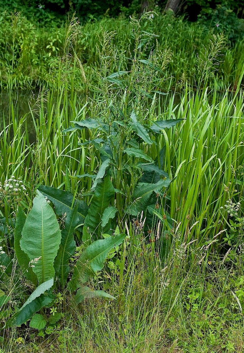 Rumex hydrolapathum - © Charles Hipkin