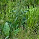 Rumex hydrolapathum