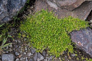 Sagina procumbens Procumbent Pearlwort