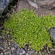 Sagina procumbens