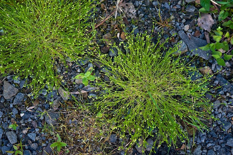 Sagina procumbens - © Charles Hipkin