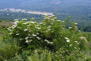 Sambucus nigra Elder