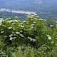 Sambucus nigra