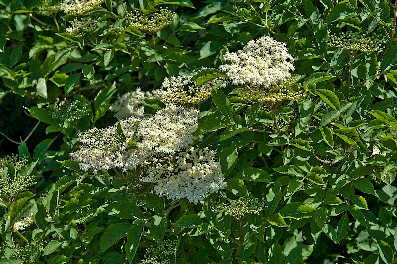 Sambucus nigra - © Charles Hipkin