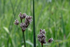 Schoenoplectus lacustris Common Club-rush