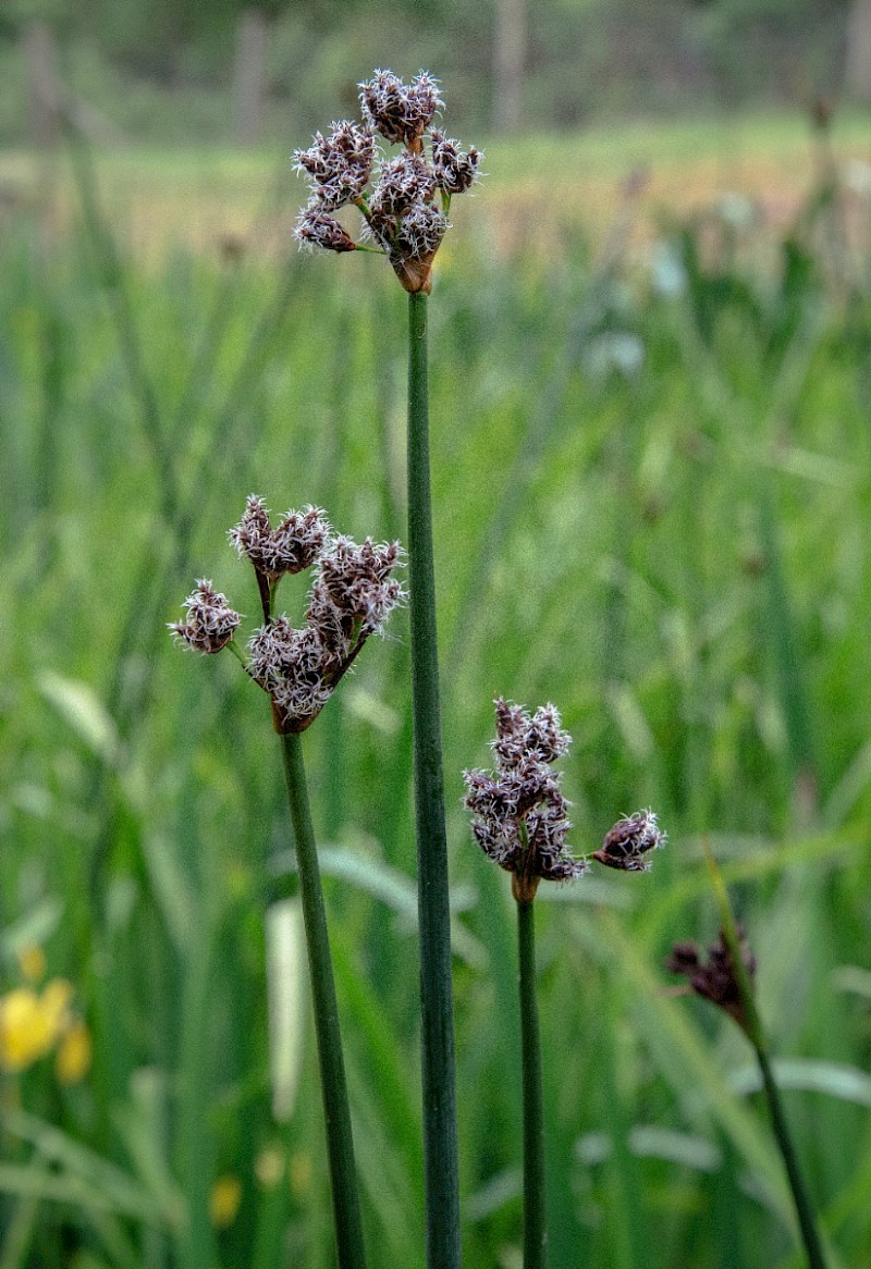 Schoenoplectus lacustris - © Charles Hipkin