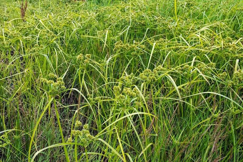 Cyperus eragrostis - © Charles Hipkin