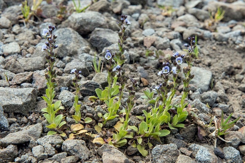 Veronica serpyllifolia - © Charles Hipkin