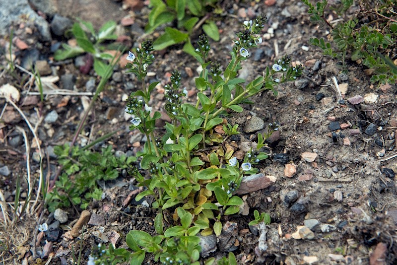 Veronica serpyllifolia - © Charles Hipkin