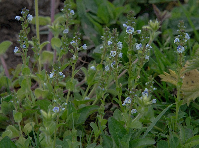 Veronica serpyllifolia - © Charles Hipkin