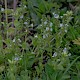 Veronica serpyllifolia