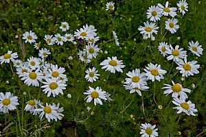 Tripleurospermum inodorum Scentless Mayweed