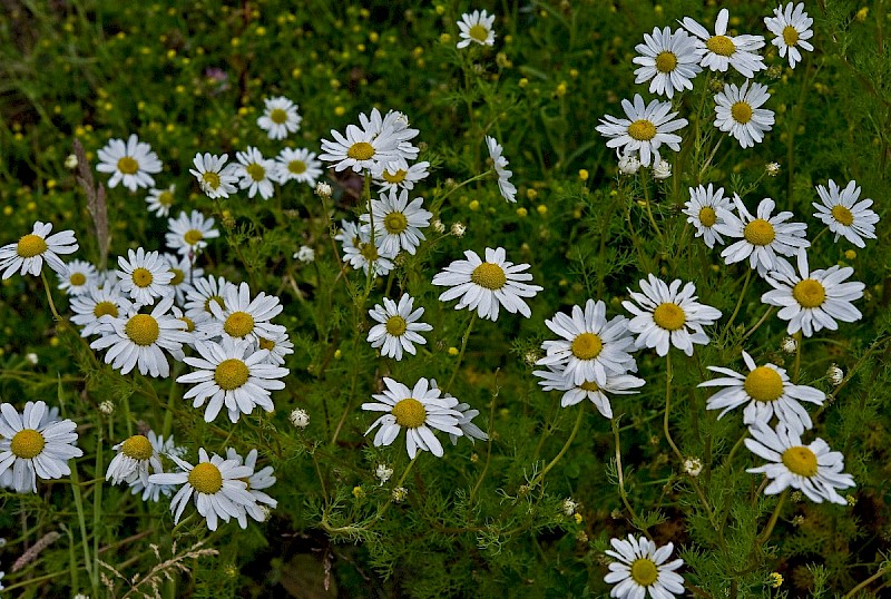 Tripleurospermum inodorum - © Charles Hipkin