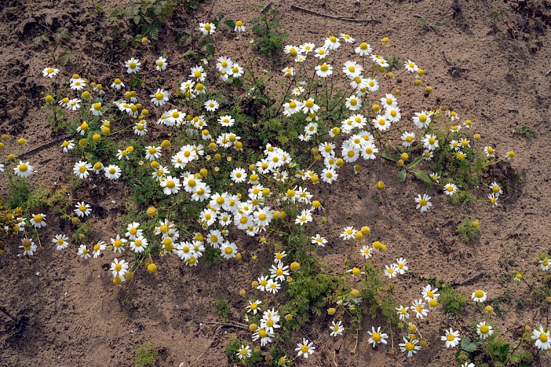 Tripleurospermum maritimum - © Charles Hipkin