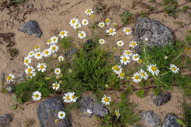 Tripleurospermum maritimum - © Charles Hipkin