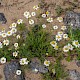 Tripleurospermum maritimum