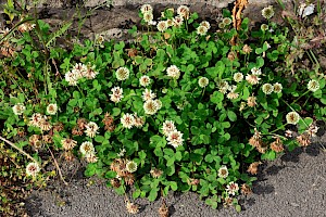 Trifolium hybridum Alsike Clover