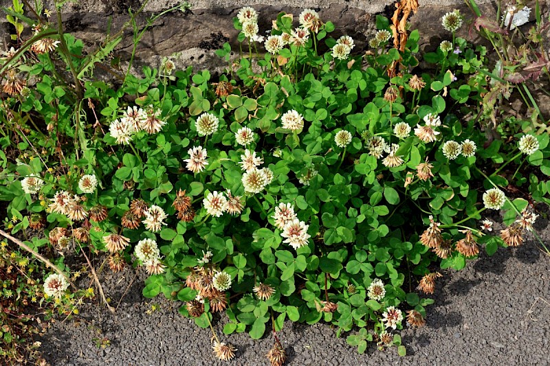 Trifolium hybridum - © Charles Hipkin